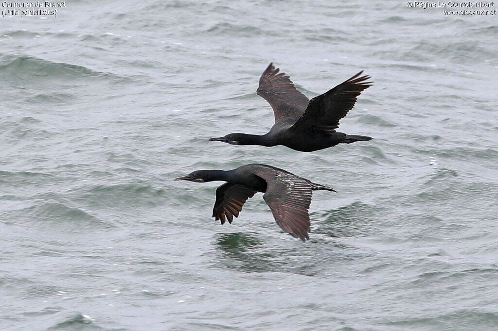 Cormoran de Brandt