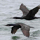 Cormoran de Brandt