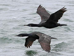 Brandt's Cormorant