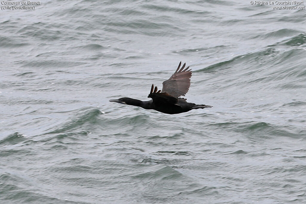 Brandt's Cormorant