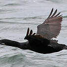 Cormoran de Brandt