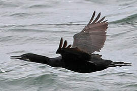 Brandt's Cormorant