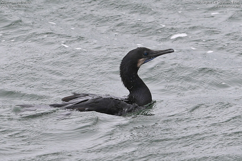 Cormoran de Brandt