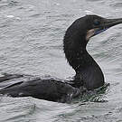 Cormoran de Brandt
