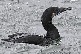 Brandt's Cormorant