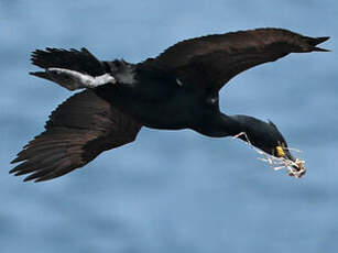 Cormoran huppé