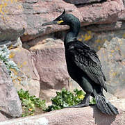 Cormoran huppé