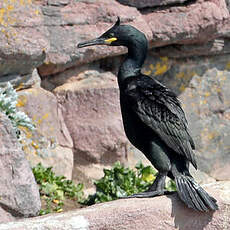Cormoran huppé