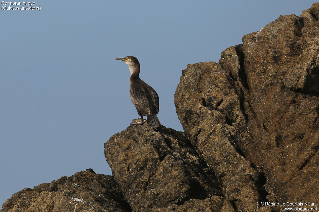 Cormoran huppé