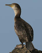 European Shag