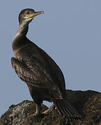 European Shag