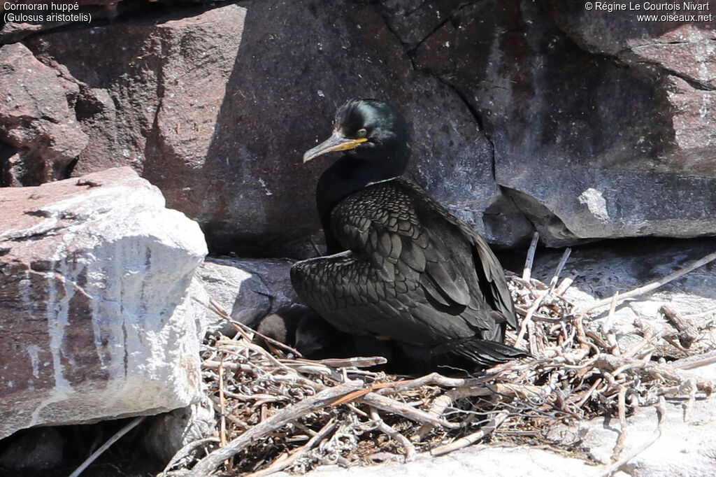 European Shag, Reproduction-nesting