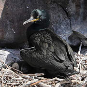 European Shag