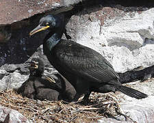 European Shag