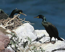 European Shag