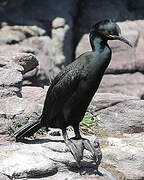 European Shag