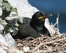 European Shag