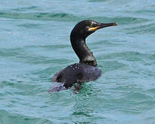 European Shag