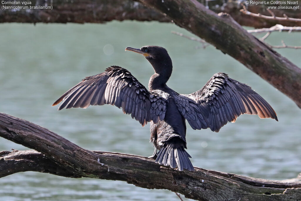 Cormoran vigua