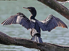 Neotropic Cormorant