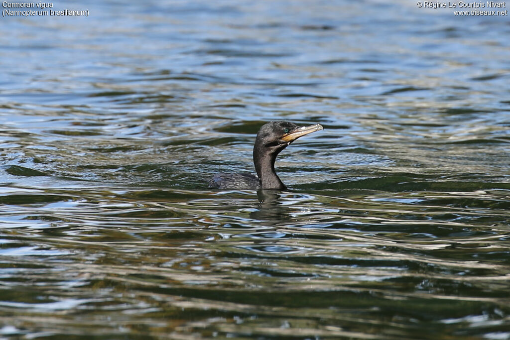 Cormoran vigua, nage