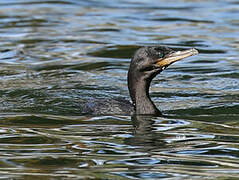 Neotropic Cormorant
