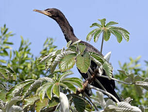 Cormoran vigua