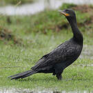 Cormoran vigua
