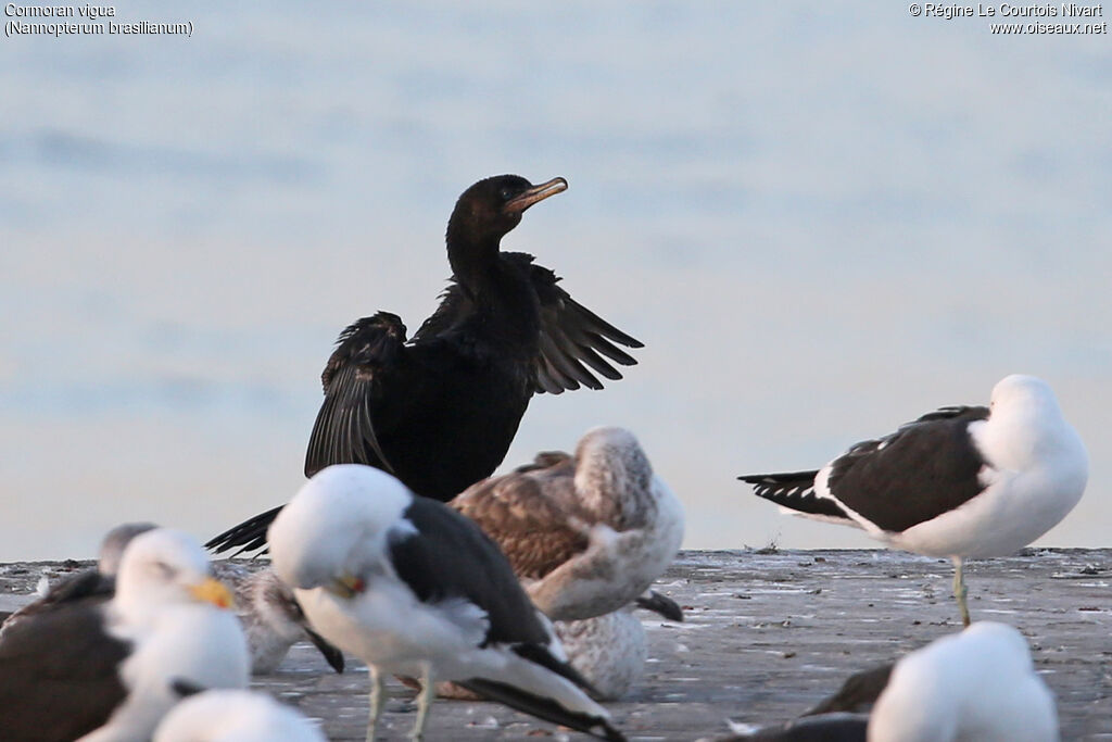 Neotropic Cormorant