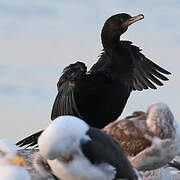 Neotropic Cormorant