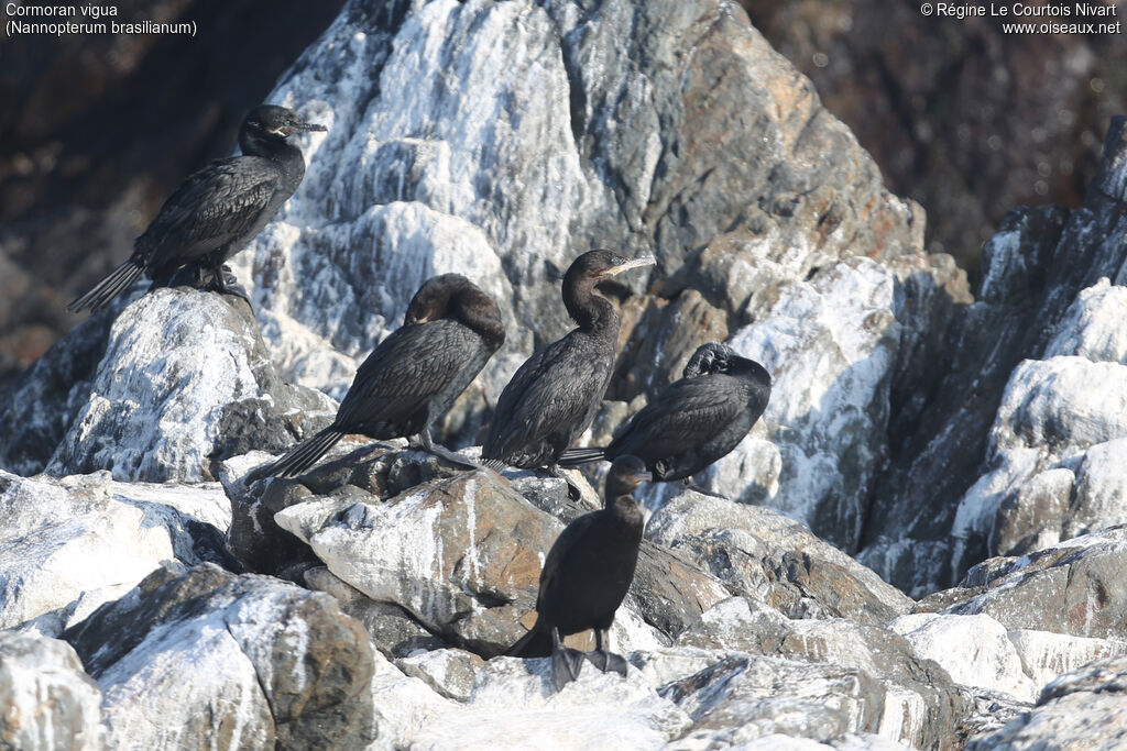 Neotropic Cormorant