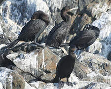 Neotropic Cormorant