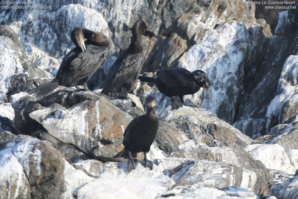 Neotropic Cormorant