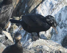 Neotropic Cormorant