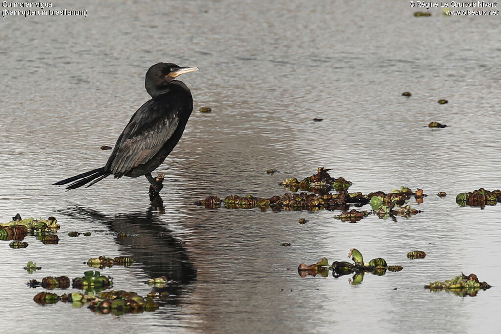 Cormoran vigua