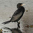 Cormoran vigua