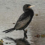Cormoran vigua