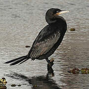 Neotropic Cormorant