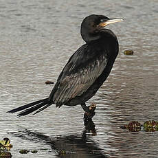 Cormoran vigua