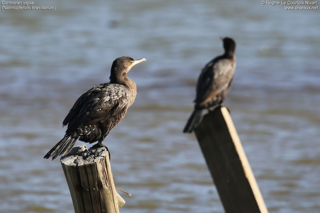 Neotropic Cormorant