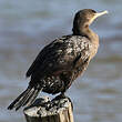 Cormoran vigua