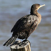 Neotropic Cormorant