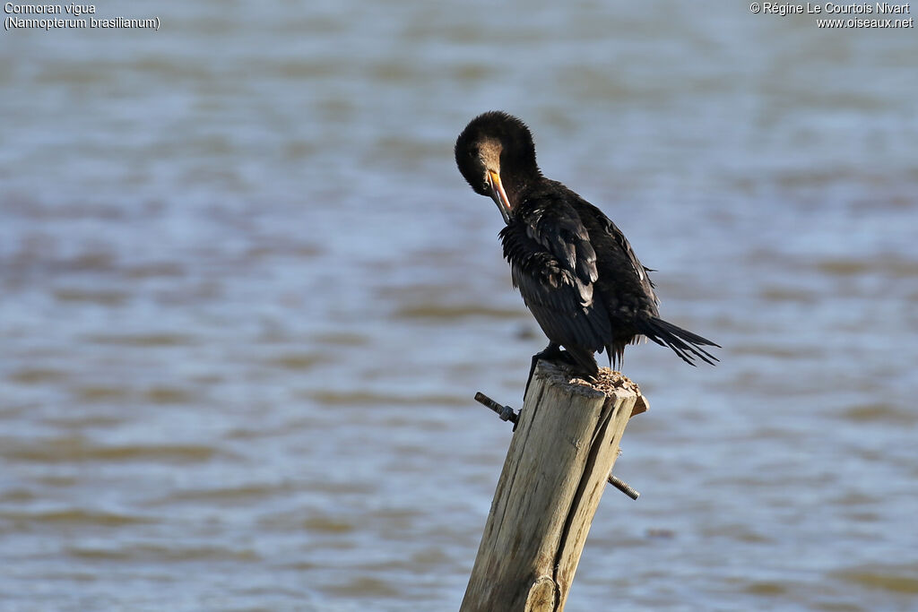 Neotropic Cormorant