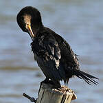 Cormoran vigua