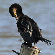 Neotropic Cormorant