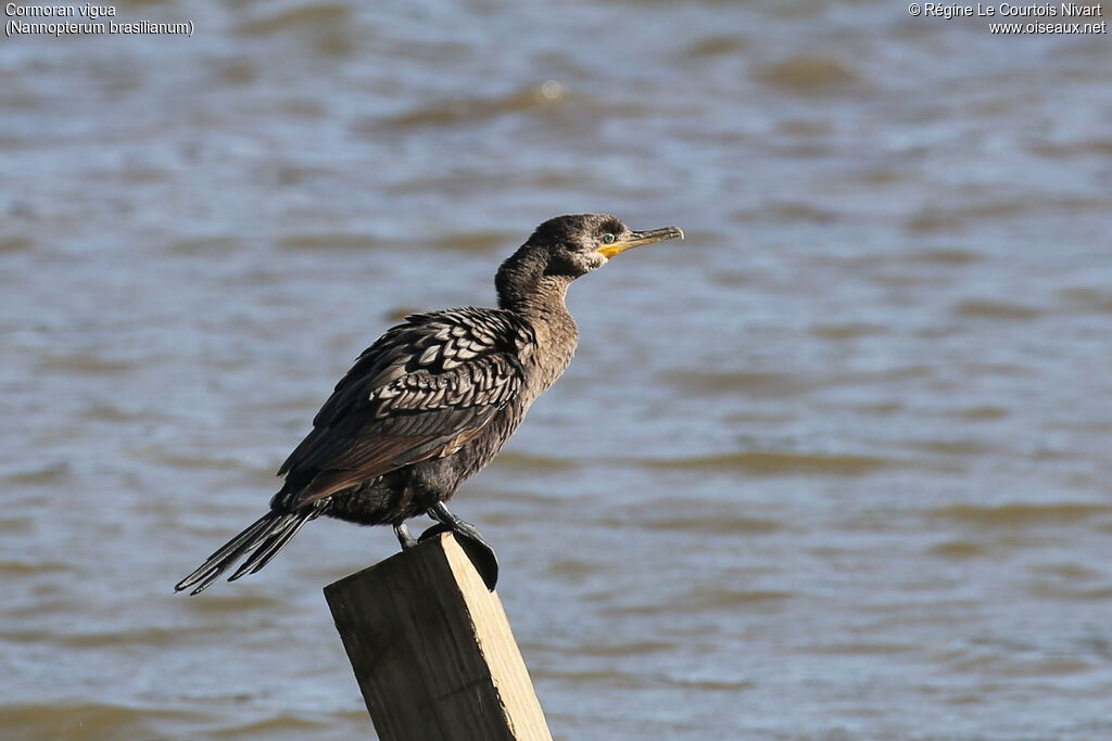 Neotropic Cormorant