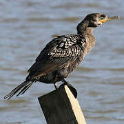 Neotropic Cormorant