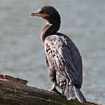 Cormoran vigua