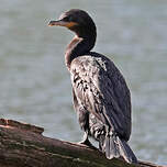 Cormoran vigua