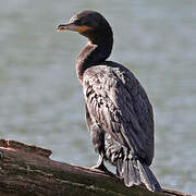 Neotropic Cormorant